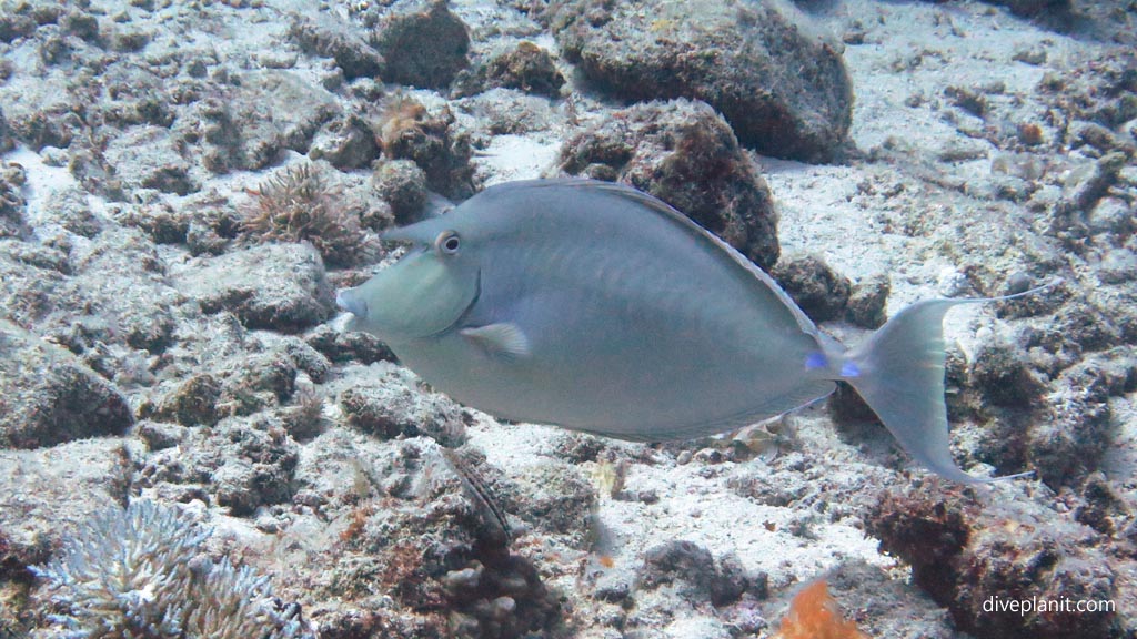 Unicornfish at Subway diving Vomo at Subway in the Fiji Islands by Diveplanit