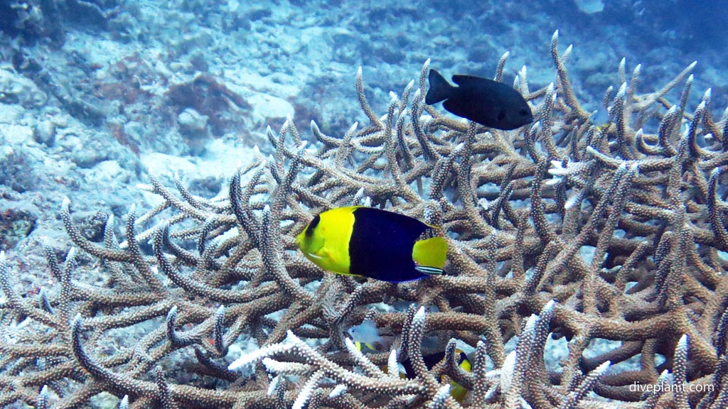 Bicolour angel in staghorn at Subway diving Vomo at Subway in the Fiji Islands by Diveplanit