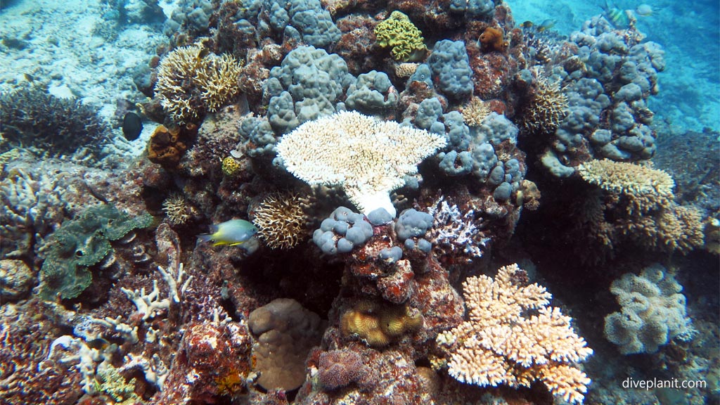 Variety of corals at Coral Gardens diving Vomo at Coral Gardens in the Fiji Islands by Diveplanit