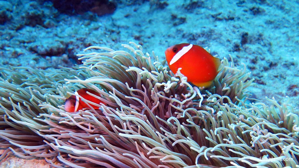 Fijian clownfish at Two Bommies diving Vomo at Two Bommies in the Fiji Islands by Diveplanit