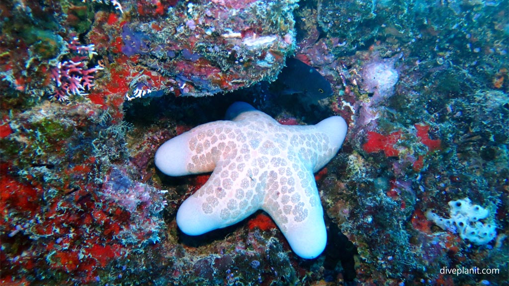 Fat seastar at Two Bommies diving Vomo at Two Bommies in the Fiji Islands by Diveplanit