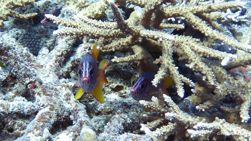 Large but not Giant squirrelfish at Two Bommies diving Vomo at Two Bommies in the Fiji Islands by Diveplanit