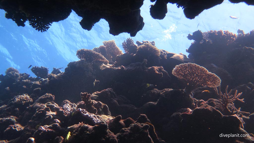 Looking up the reef wall at Shark Alley diving Vomo at Shark Alley in the Fiji Islands by Diveplanit