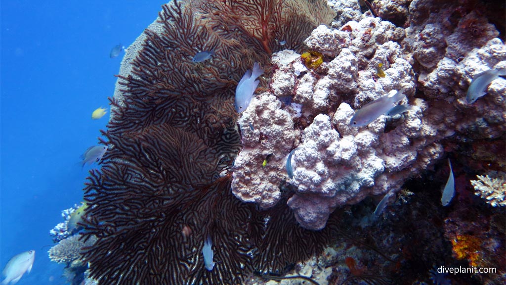 Small reef fish with coral at Shark Alley diving Vomo at Shark Alley in the Fiji Islands by Diveplanit