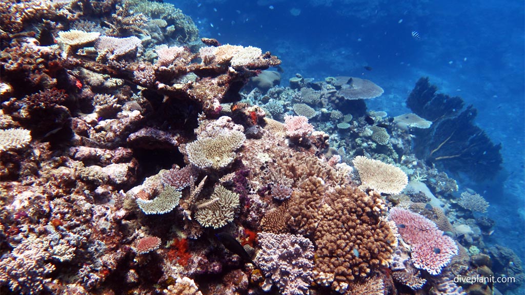 Colourful reef top corals at Shark Alley diving Vomo at Shark Alley in the Fiji Islands by Diveplanit