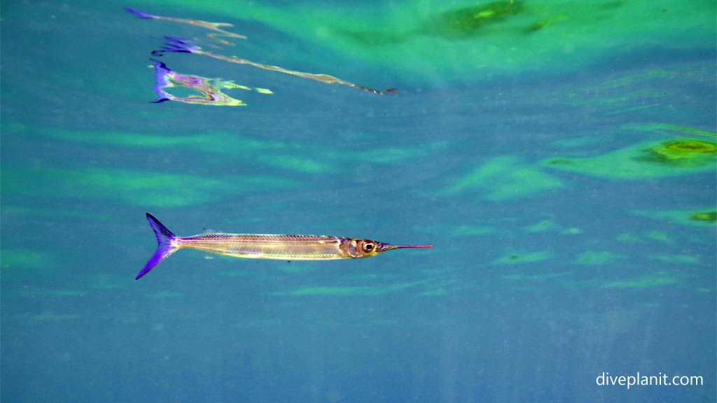 Reef needlefish at Tivua Island diving Tivua in the Fiji Islands by Diveplanit