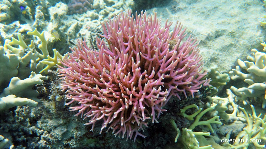 Pink pointy coral at Tivua Island diving Tivua in the Fiji Islands by Diveplanit