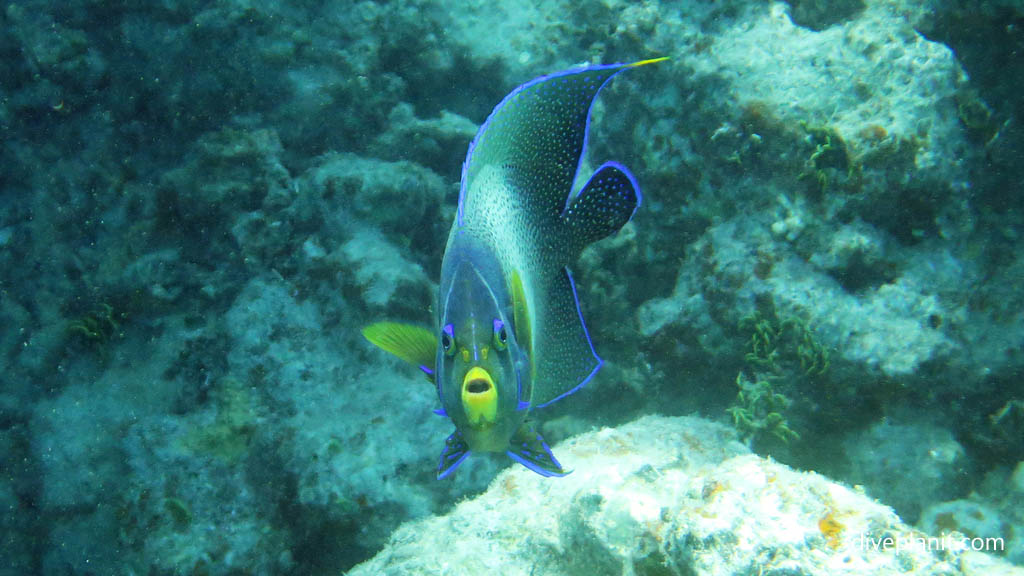 Angelfish aghast at Tivua Island diving Tivua in the Fiji Islands by Diveplanit