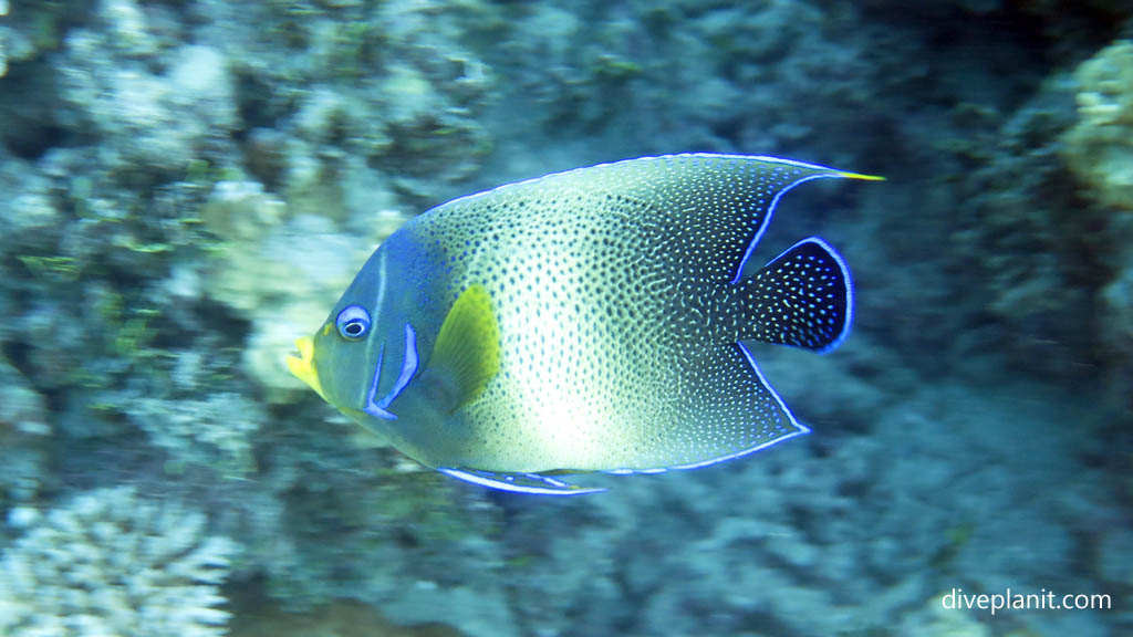Angelfish in profile at Tivua Island diving Tivua in the Fiji Islands by Diveplanit