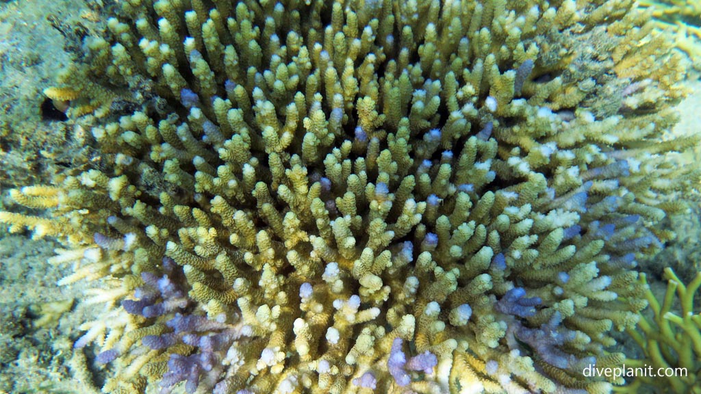 Acropora with some purple tips at Tivua Island diving Tivua in the Fiji Islands by Diveplanit