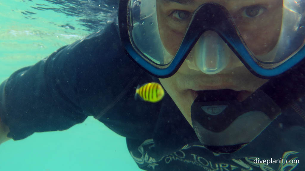 My stripey pilot friend at Tivua Island diving Tivua in the Fiji Islands by Diveplanit