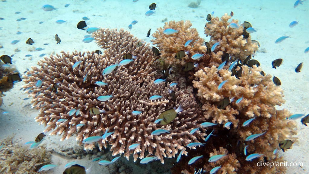 Acropora with neons at Levuka Bay diving Levuka in the Fiji Islands by Diveplanit