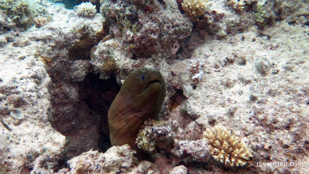 Moray pokes his head out at Levuka Bay diving Levuka in the Fiji Islands by Diveplanit