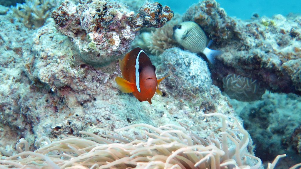 Levuka has two dive sites close to the Wharf. Levuka Bay: covered bommies teaming with small reef fish and The Pipeline with a larger variety of critters