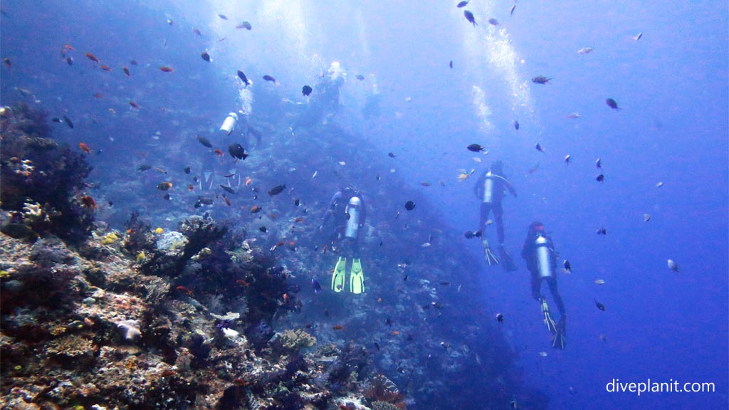 Divers showing water clarity at Great White Wall diving Taveuni in the Fiji Islands by Diveplanit