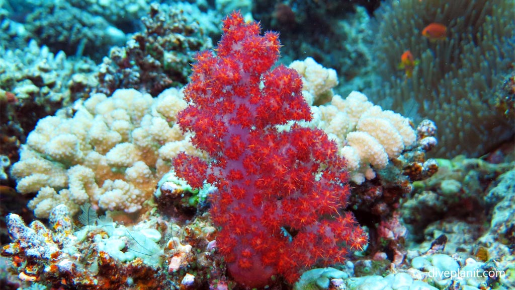 Red soft coral tree at Great White Wall diving Taveuni in the Fiji Islands by Diveplanit