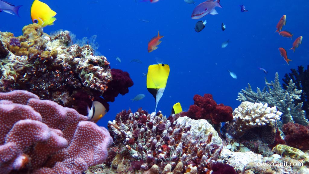 One long nosed butterflyfish at Great White Wall diving Taveuni in the Fiji Islands by Diveplanit