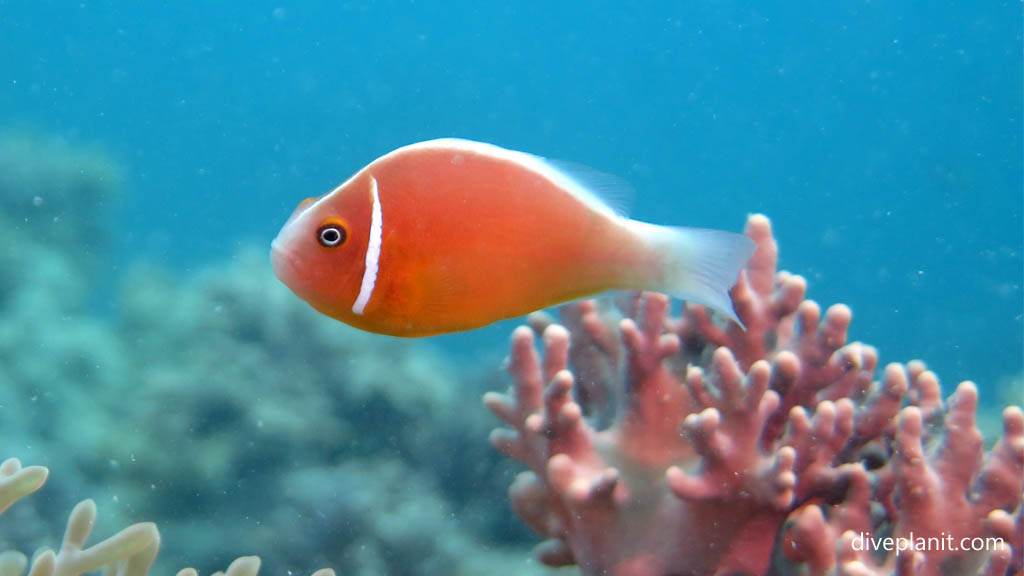Pink anemonefish side on at Northwest Reef diving Nananu-i-ra in the Fiji Islands by Diveplanit