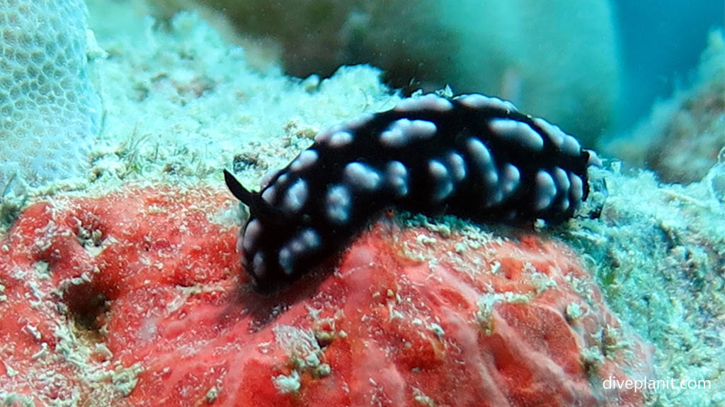 Swollen Phillydia close up at Northwest Reef diving Nananu-i-ra in the Fiji Islands by Diveplanit