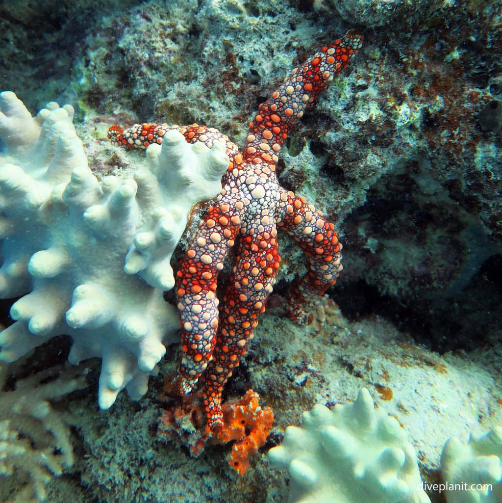 Warty seastar at Northwest Reef diving Nananu-i-ra in the Fiji Islands by Diveplanit