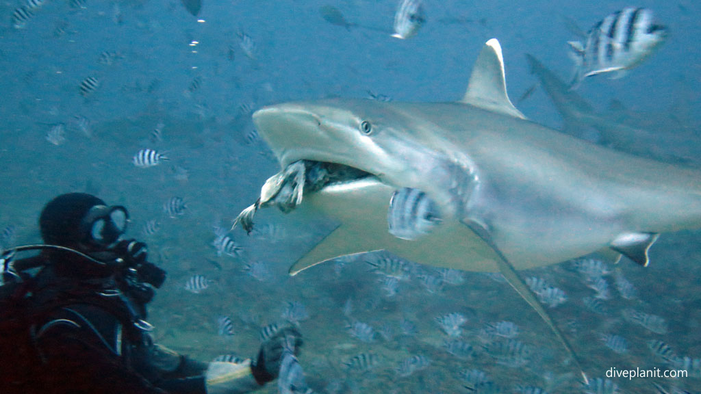 Bull shark takes the bait at Beqa Shark Dive not one of your liveaboards Fiji by Diveplanit