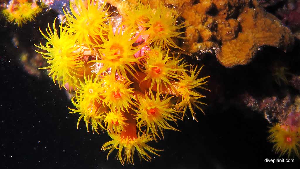 soft coral close up, Hardy Reef, Whitsundays