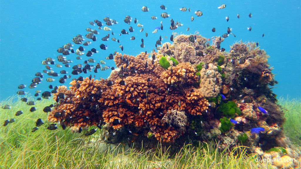Coral head in the seagrass v formation at Levuka Bay diving Levuka Fiji DPI 2462