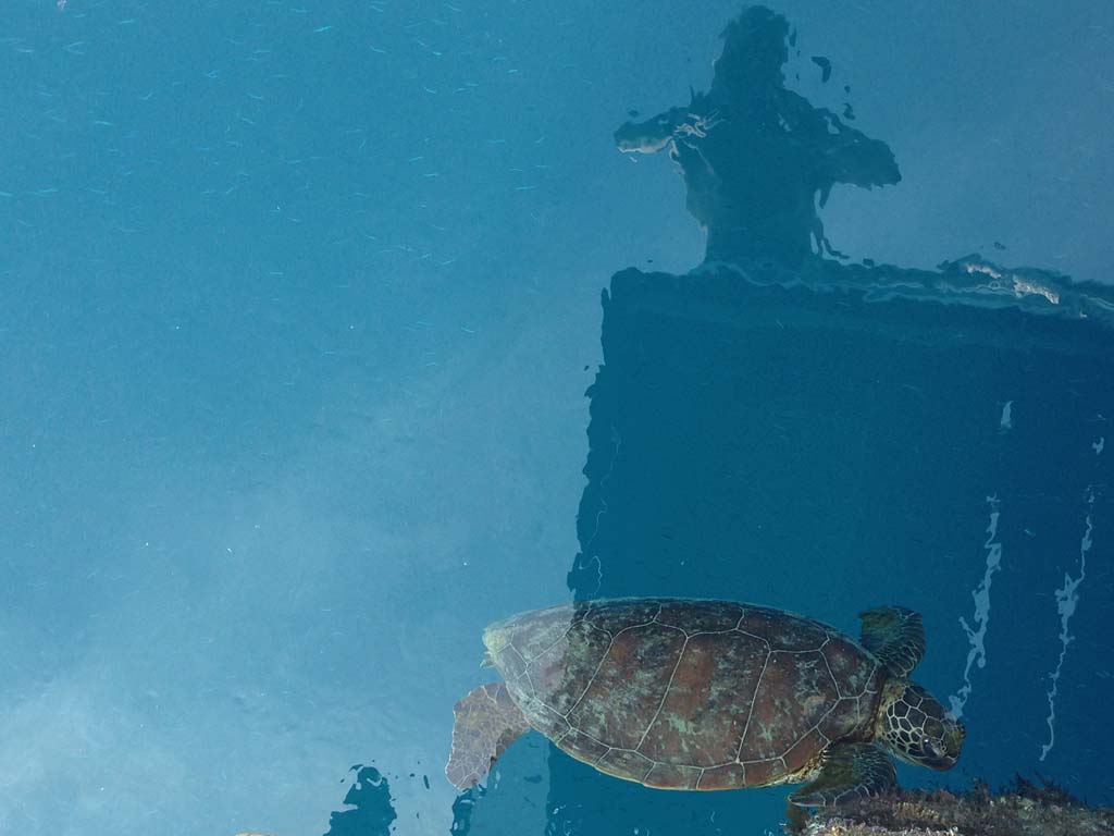 resident turtle reefworld whitsundays