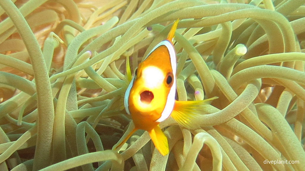 Clarks Anemonefish’s response to NSW Marine Park Re-zoning Bamboozle of a Marine Sanctuary for recreational fishing Diveplanit Blog