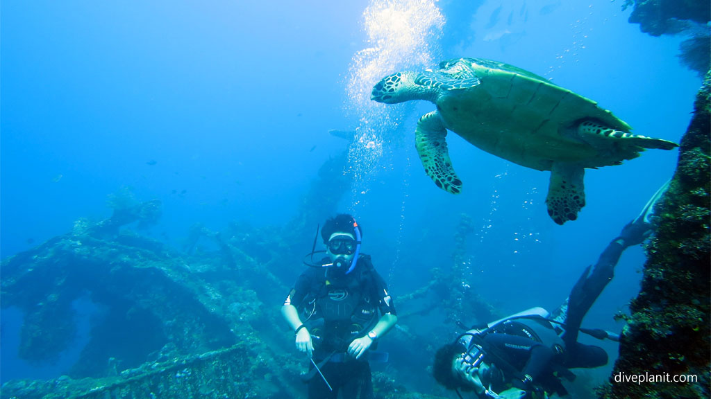 Turtle with divers on the wreck diving USAT Liberty with AquaMarine Diving Bali at Tulamben Bali Indonesia by Diveplanit