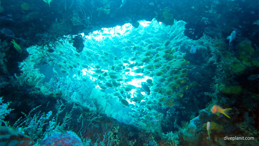 Nursery of small fish through a hole in the plate diving USAT Liberty at Tulamben Bali Indonesia by Diveplanit