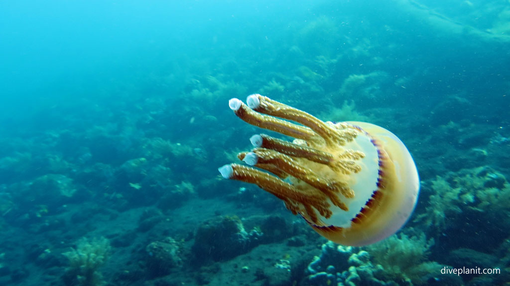 Jellyfish that only has five feet diving USAT Liberty at Tulamben Bali Indonesia by Diveplanit