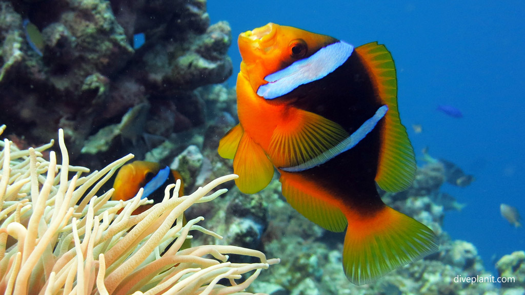 Clarks Anemonefish’s response to NSW Marine Park Re-zoning Bamboozle of a Marine Sanctuary for recreational fishing Diveplanit Blog