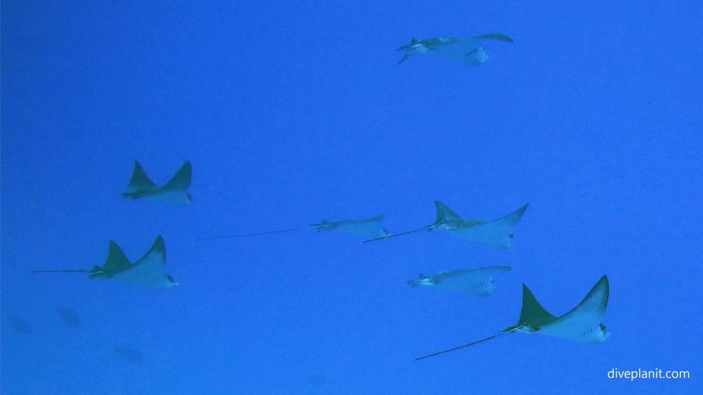 A squadron of Eagle rays pass above us – a common sight in the Solomon Islands aboard the MV Bilikiki by Diveplanit