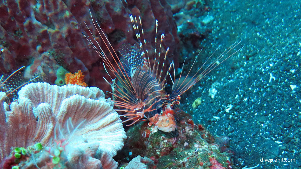 Lionfish on black sand diving USAT Liberty at Tulamben Bali Indonesia by Diveplanit