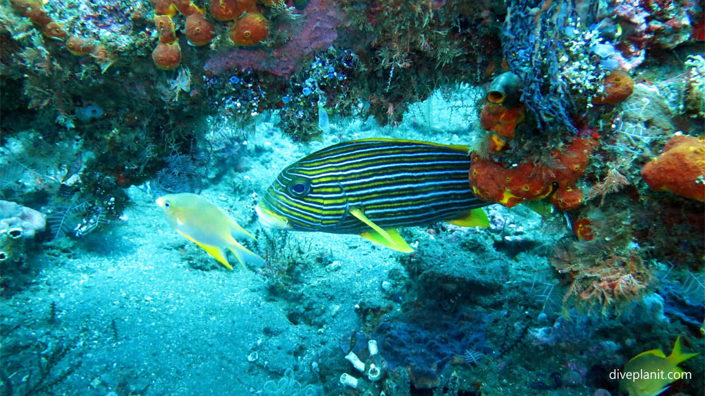 Yellow banded or "Ribbon" Sweetlips under the spars diving USAT Liberty at Tulamben Bali Indonesia by Diveplanit