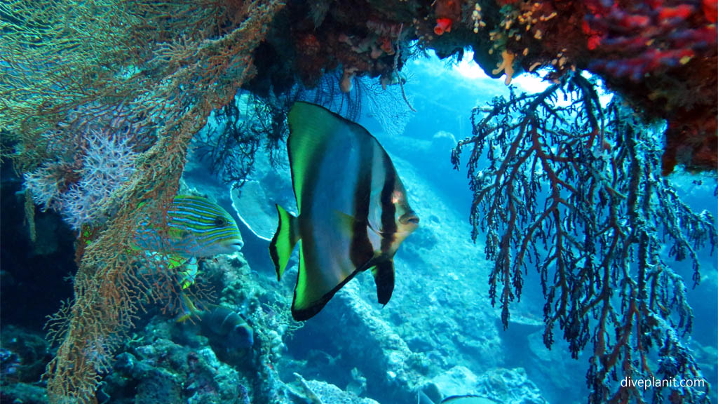 Golden Batfish beneath the spars diving USAT Liberty at Tulamben Bali Indonesia by Diveplanit