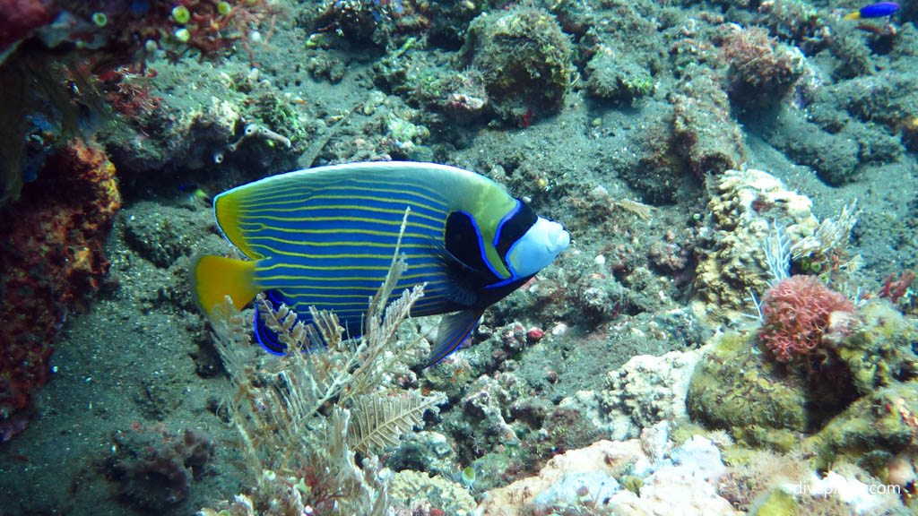 Emperor Angelfish above black sand diving USAT Liberty at Tulamben Bali Indonesia by Diveplanit