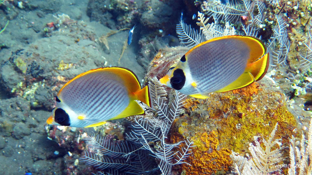 Pair of Philippine butterflyfish diving USAT Liberty at Tulamben Bali Indonesia by Diveplanit