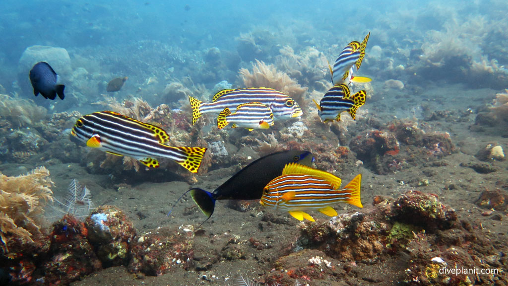 Both kinds of sweetlips together diving USAT Liberty at Tulamben Bali Indonesia by Diveplanit