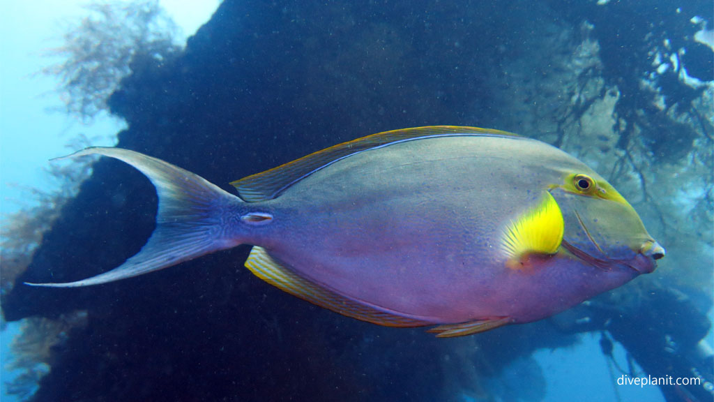 Being buzzed by a large sailfin diving USAT Liberty at Tulamben Bali Indonesia by Diveplanit