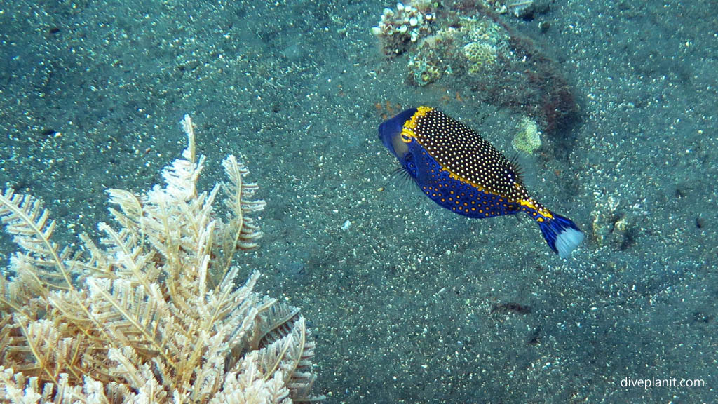 The very colourful male 'Black' Boxfish diving USAT Liberty at Tulamben Bali Indonesia by Diveplanit