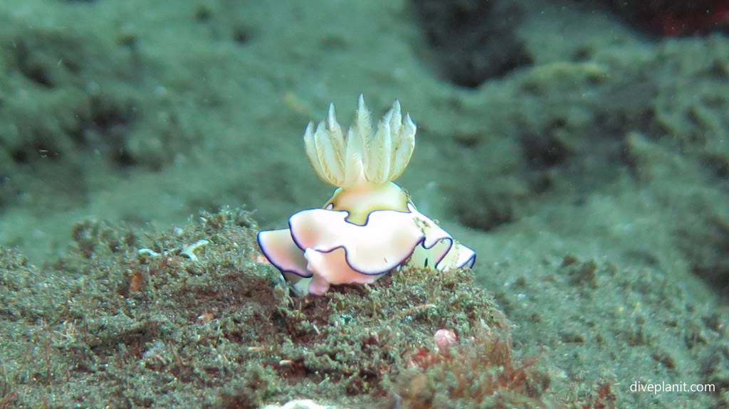 Nudi alert diving USAT Liberty at Tulamben Bali Indonesia by Diveplanit