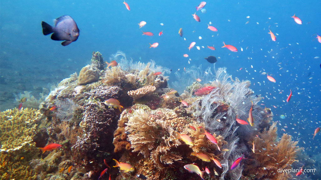 Pretty reef scene with fish diving Indonesia by Diveplanit