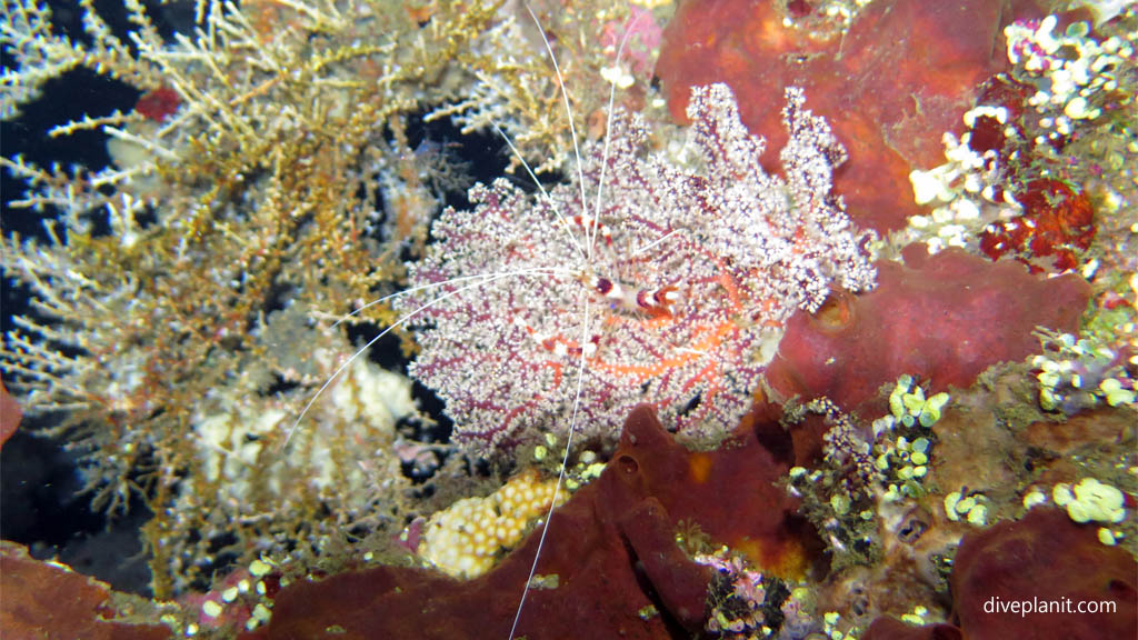 Banded coral shrimp diving USAT Liberty at Tulamben Bali Indonesia by Diveplanit