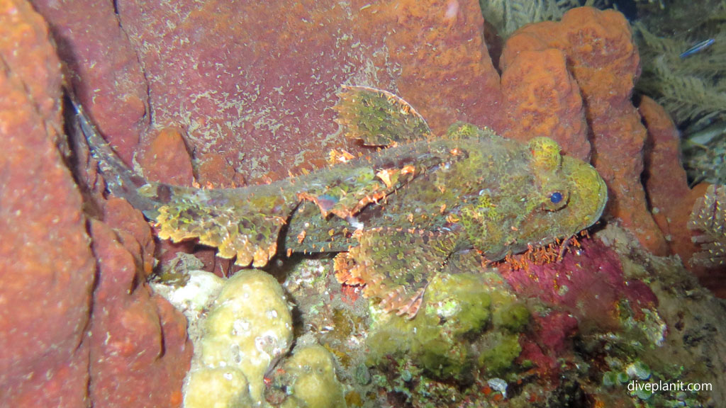 Possibly a scorpionfish diving USAT Liberty at Tulamben Bali Indonesia by Diveplanit