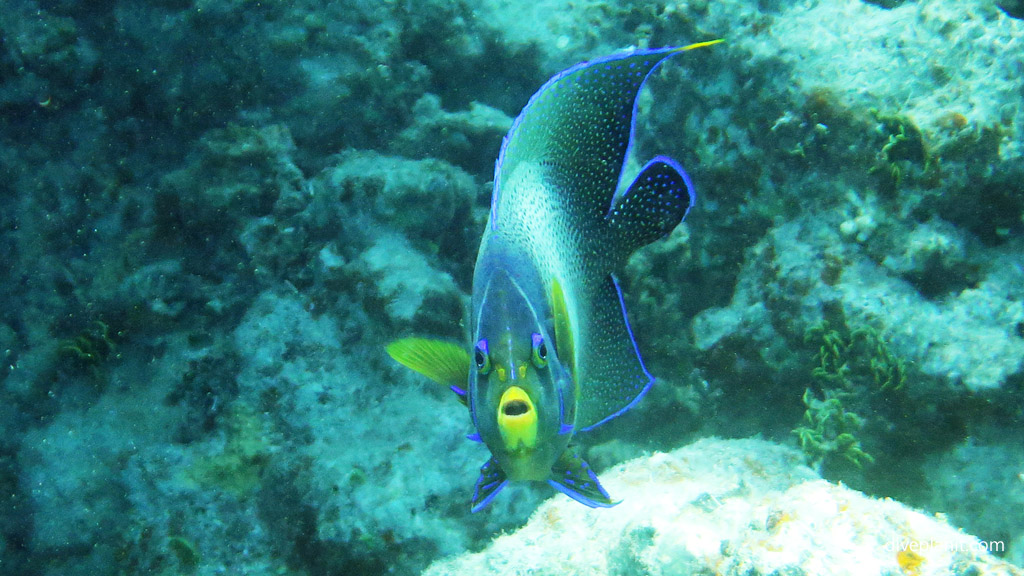 Angelfish aghast at NSW Marine Park Re-zoning Bamboozle of a Marine Sanctuary for recreational fishing Diveplanit Blog