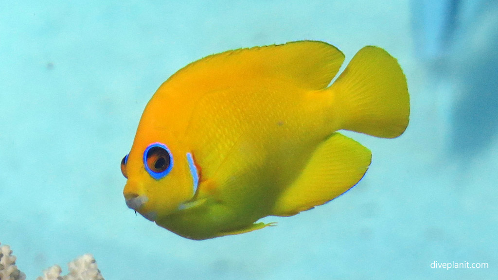 Lemon Peel angels response to NSW Marine Park Re-zoning Bamboozle of a Marine Sanctuary for recreational fishing Diveplanit Blog