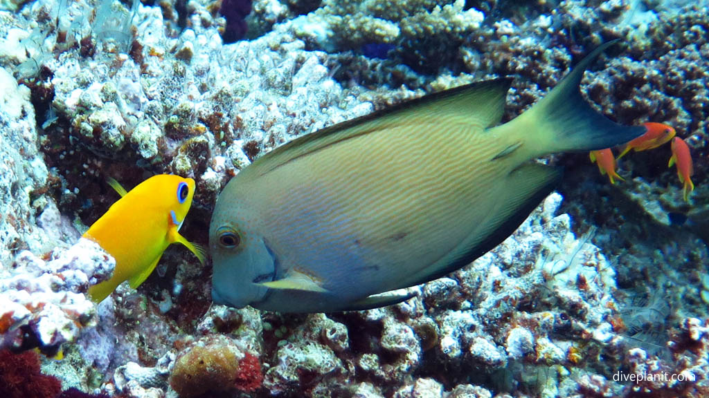 Angel and Surgeon discuss NSW Marine Park Re-zoning Bamboozle of a Marine Sanctuary for recreational fishing Diveplanit Blog