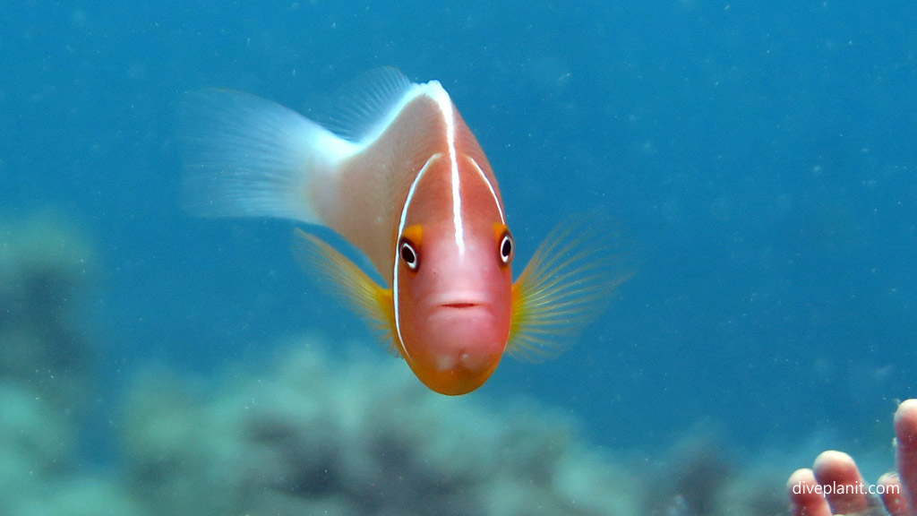 Pink Anemonefish response to NSW Marine Park Re-zoning Bamboozle of a Marine Sanctuary for recreational fishing Diveplanit Blog